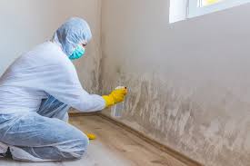 Best Basement Mold Removal in USA